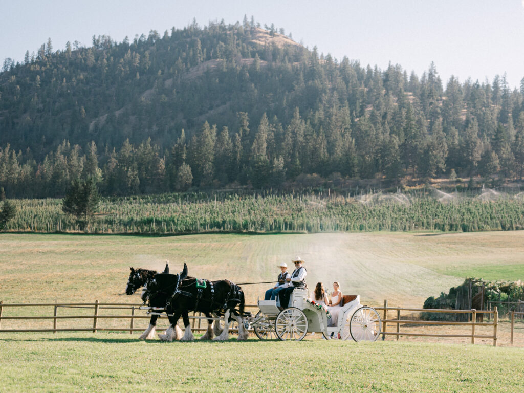 bride arrives by horse and carriage at a wedding planned by modrn company kelowna wedding planner