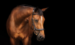 bay horse that benefits from equine osteopath therapist visits