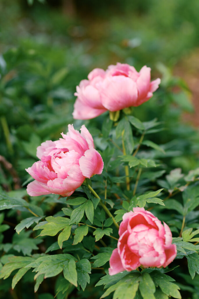 pink flowers at a linden gardens wedding